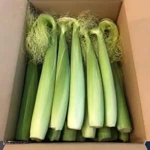 【ご予約受付中】新鮮！採れたその日に即発送！甘くてジューシー皮付きヤングコーン（農薬・化学肥料不使用）