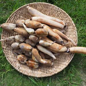 無農薬、無肥料の大地レンコン