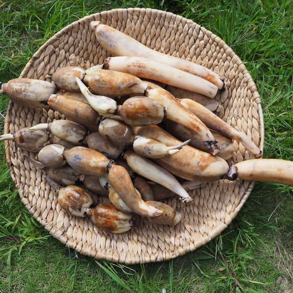 無農薬、無肥料の大地レンコン