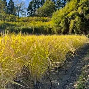 無農薬、無肥料で作る日本最高級玄米「薬寿米」