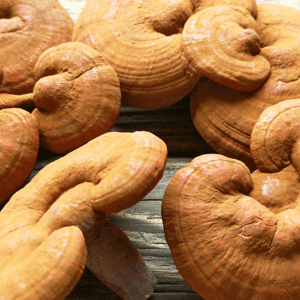 ＜霊芝原型＞大分県産無農薬原木栽培　マンネン茸