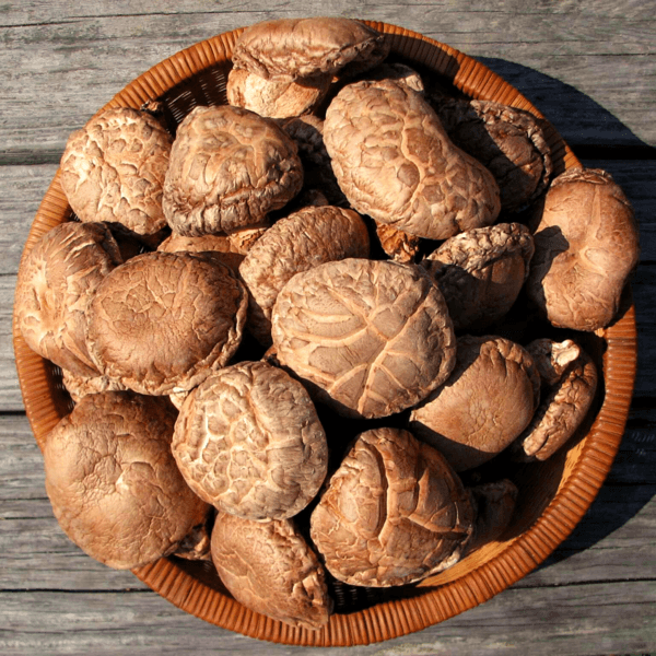 〈グランマッシュとよくに〉大分県産原木栽培乾しいたけ