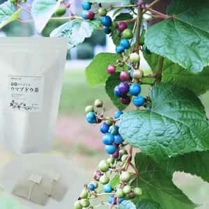 有機JAS認証取得済★酵素が生きてる！ウマブドウ茶★お湯だし3分＆煮出しもOK! 独自の特殊加工を是非！！野ぶどう茶