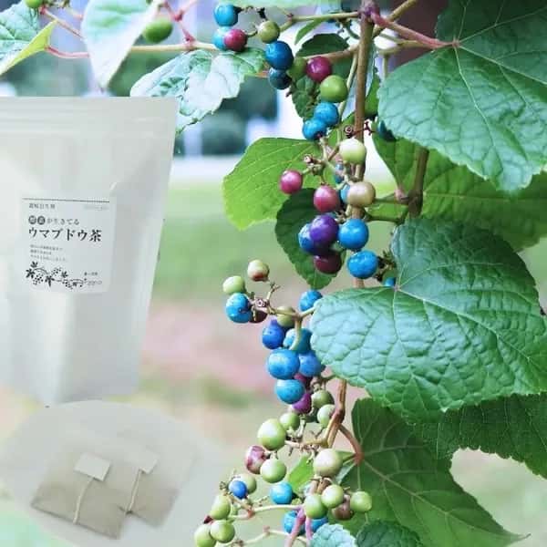 有機JAS認証取得済★酵素が生きてる！ウマブドウ茶★お湯だし3分＆煮出しもOK! 独自の特殊加工を是非！！野ぶどう茶