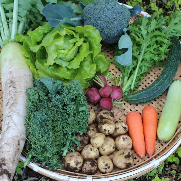 秋冬お任せ野菜セット〈シンプル料理向け〉