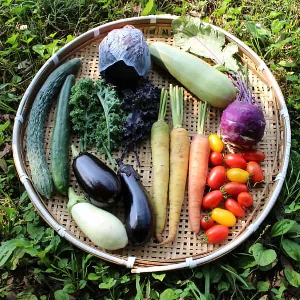 春夏お任せ野菜セット〈シンプル料理向け〉