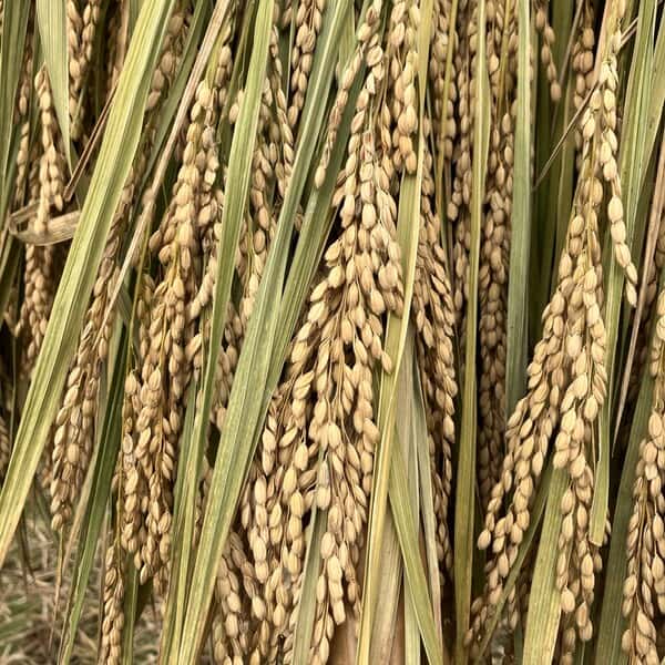 天日干し/自然栽培もち米＜令和7年度産 マンゲツモチ＞大分県産