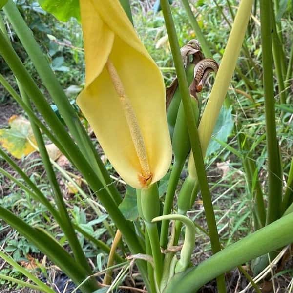 《農薬・肥料不使用》里芋