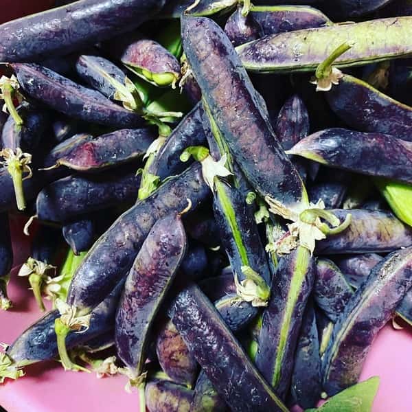 《無農薬・無肥料栽培》魔法のような不思議なお豆　ツタンカーメン