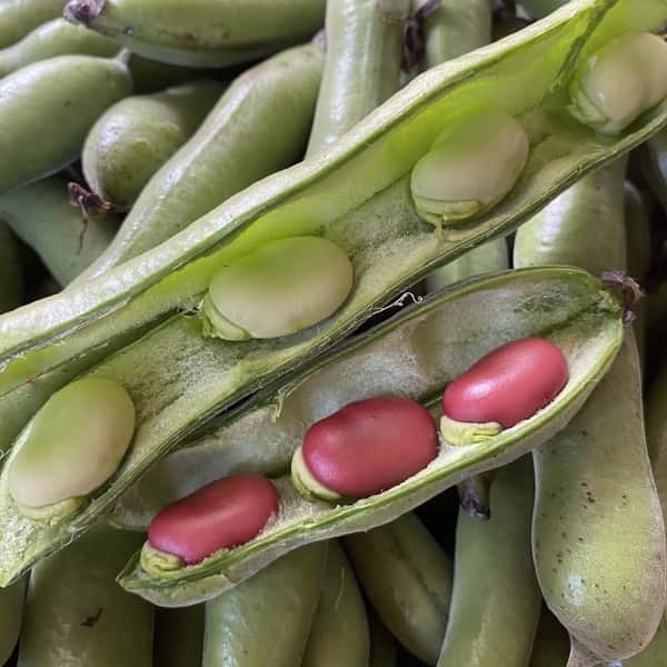 《無農薬・無肥料栽培》赤空豆　長さや空豆(鞘付き)