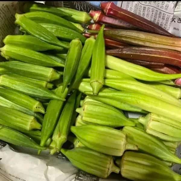 《農薬・肥料不使用》生でも美味しいオクラ