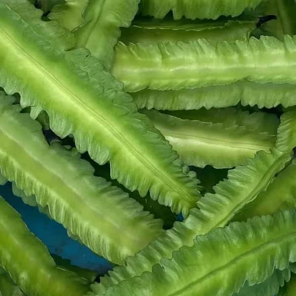 《農薬・肥料不使用》四角豆　　　四角豆とオクラ同梱