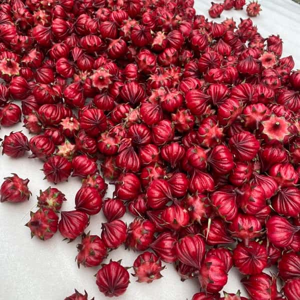 《農薬・肥料不使用》ハイビスカスローゼル　生