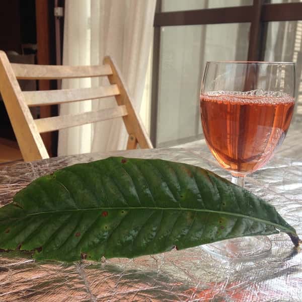 完全天日干し 白びわの葉