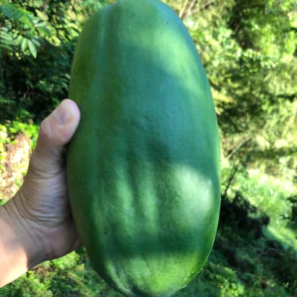 青パパイヤ(農薬、化学肥料無使用)  約1.5Kg(2〜3個)
