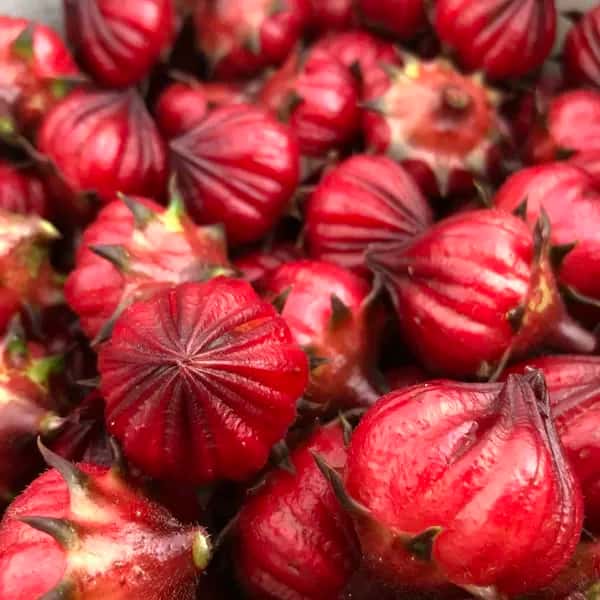 ハイビスカスローゼル