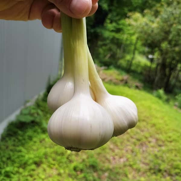 生ニンニク  500g    農薬、化学肥料不使用