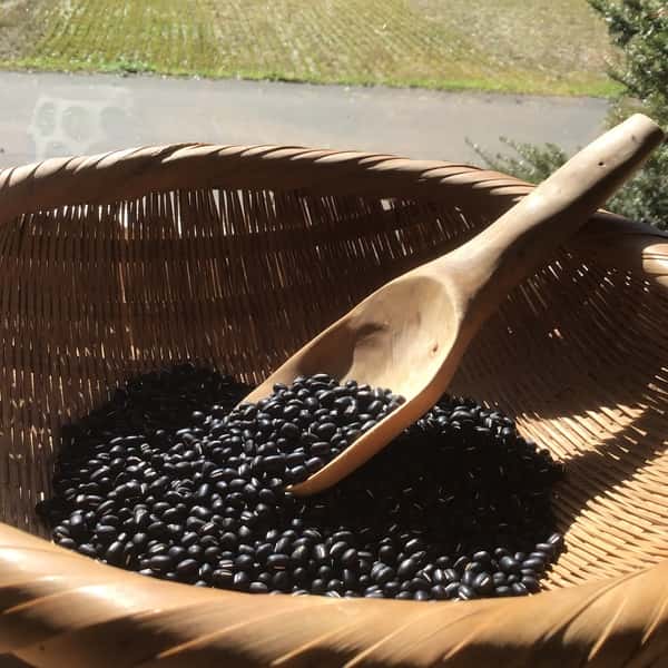 馬耕　自然栽培　黒小豆