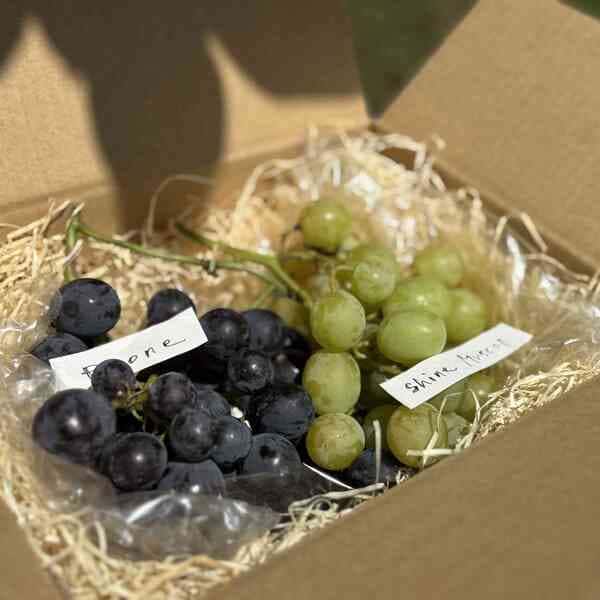 【ギフトBOX】自然栽培 森のぶどう 贈り物用