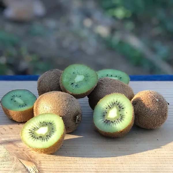 規格外 SSサイズ グリーンキウイ 