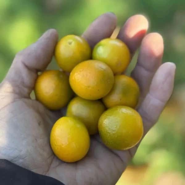 自然栽培 金柑【キンカン】　皮ごと食べて風予防にも