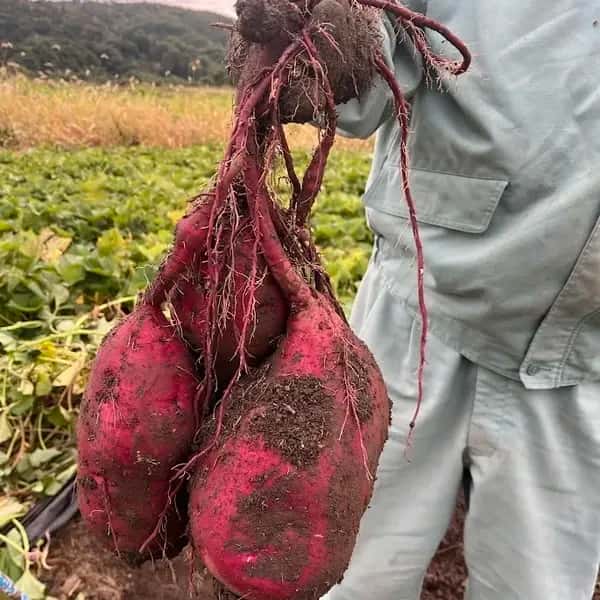 残りわずか‼︎さつまいも無施肥・農薬不使用　