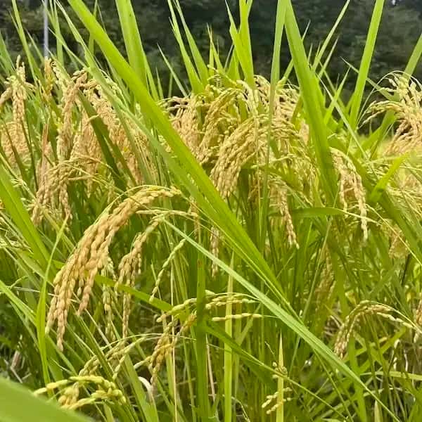 もち米【令和7年度】天日干し米＜ヒメノモチ＞農薬・化学肥料不使用