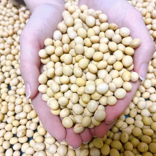 大豆　農薬不使用•無施肥