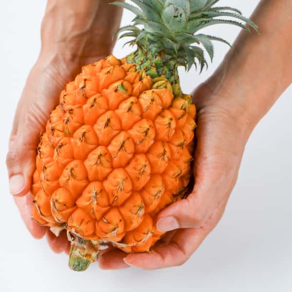 想いがつまった＜完熟スナックパイン＞無肥料・沖縄県屋我地島産