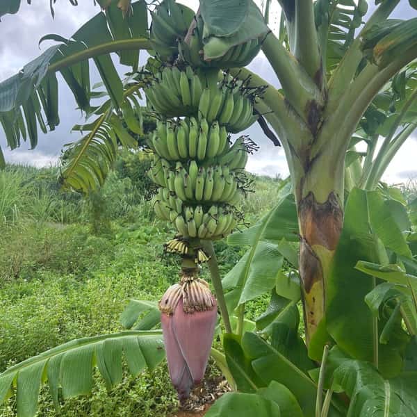 沖縄県産アップルバナナ　農薬や肥料は使わずなるべく自然のチカラで育てた🍌