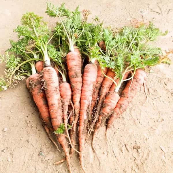 自家採種の皮ごと食べられる【西洋ニンジン】農薬・肥料・除草剤不使用