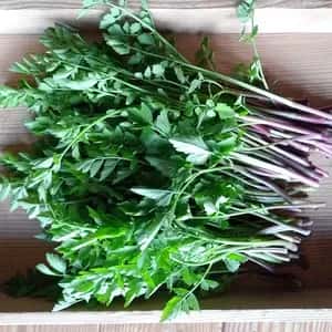 初夏の香りを楽しむ【天然セリ】｜農薬・除草剤の心配のない水辺で手摘み
