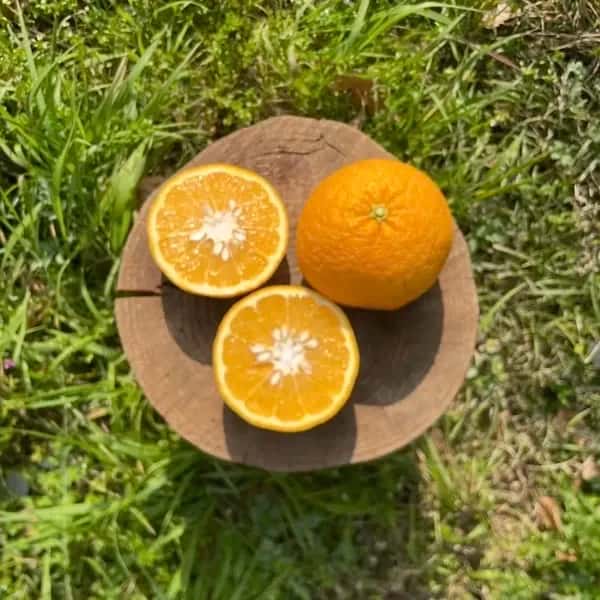 常温発送【甘夏 自然栽培 樹上熟成】農薬・化学肥料・除草剤不使用25年以上　下灘の太陽と潮風が育てた酸味と甘みが魅力の昔ながらの柑橘