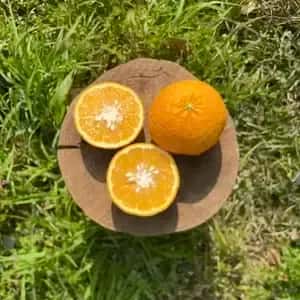 クール便発送【甘夏 自然栽培 樹上熟成】農薬・化学肥料・除草剤不使用25年以上　下灘の太陽と潮風が育てた酸味と甘みが魅力の昔ながらの柑橘