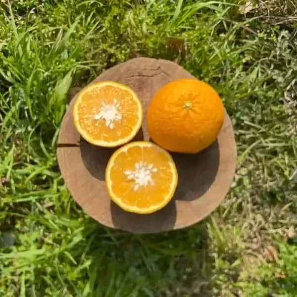 クール便発送【甘夏 自然栽培 樹上熟成】農薬・化学肥料・除草剤不使用25年以上　下灘の太陽と潮風が育てた酸味と甘みが魅力の昔ながらの柑橘