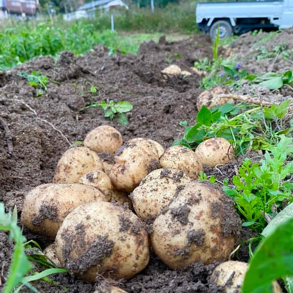 【自然栽培】出島 じゃがいも 肥料・農薬不使用