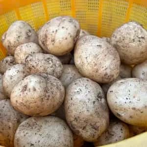 【自然栽培】ニシユタカ じゃがいも 肥料・農薬不使用