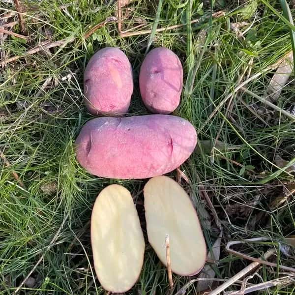 【自然栽培】レッドムーン 赤じゃがいも（肥料・農薬不使用）