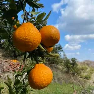 自然栽培 樹上完熟 「不知火（しらぬい）」