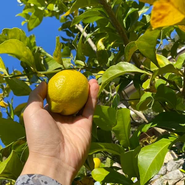 檸檬　レモン　農薬・化学肥料不使用
