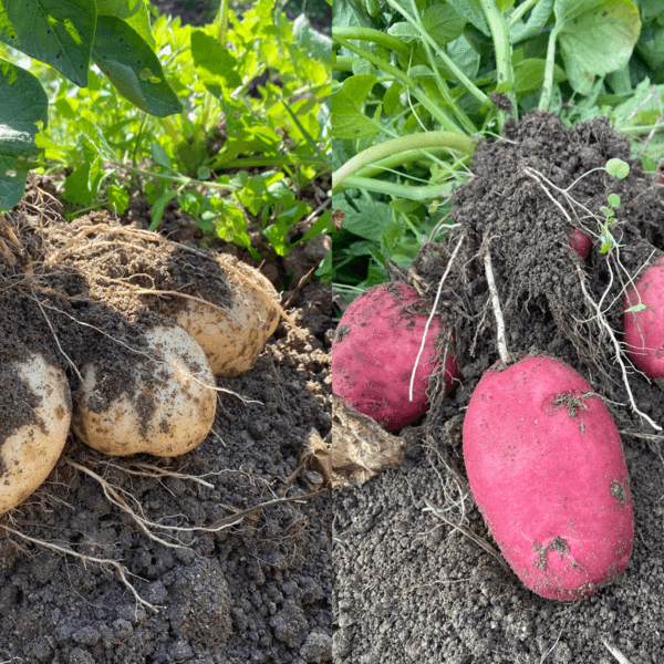 【自然栽培】じゃがいも　2種類セット（出島・アンデスレッド）