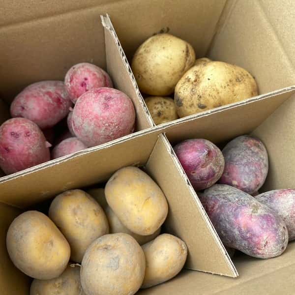 【自然栽培】じゃがいも4種類食べ比べ （肥料・農薬不使用）