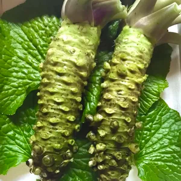 最高級品種！無農薬　真妻わさび１２０g