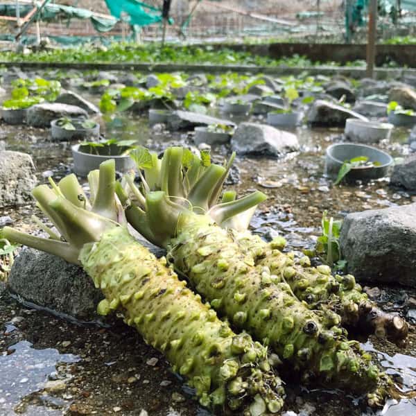 最高級品種！無農薬　真妻わさび