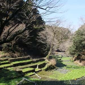 天城山麓の恵みワサビ！　１２０g以上