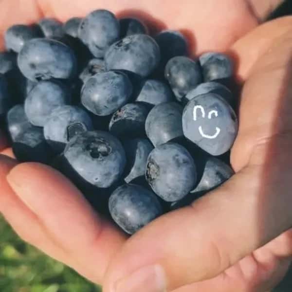 完全自然栽培【完熟生ブルーベリー】 無洗浄・ブルーム付きの新鮮なままクール便でお届け