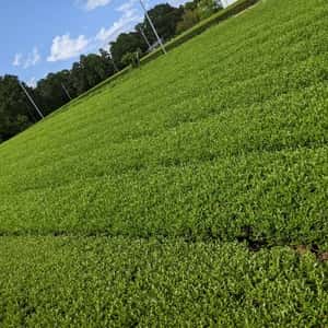 農薬・化学肥料不使用栽培＜荒茶作りの煎茶＞濃い味わいが特徴