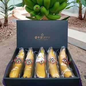 【ギフト】農薬不使用金太郎バナナ＜プレミアム・スペシャル＞皮まで食べられる神奈川県産グロスミッシェル