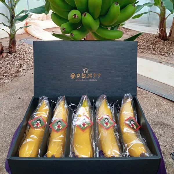 【ギフト】農薬不使用金太郎バナナ＜プレミアム・スペシャル＞皮まで食べられる神奈川県産グロスミッシェル