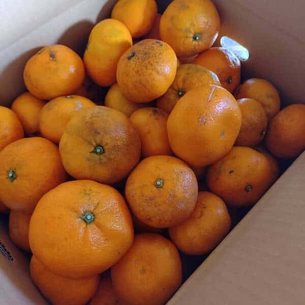 訳ありみかん10Kg
